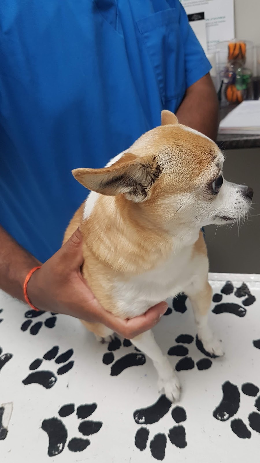Deerfoot Spay, Neuter and Wellness Clinic | 3207 34 Ave SE, Calgary, AB T2B 2M6, Canada | Phone: (587) 470-1122
