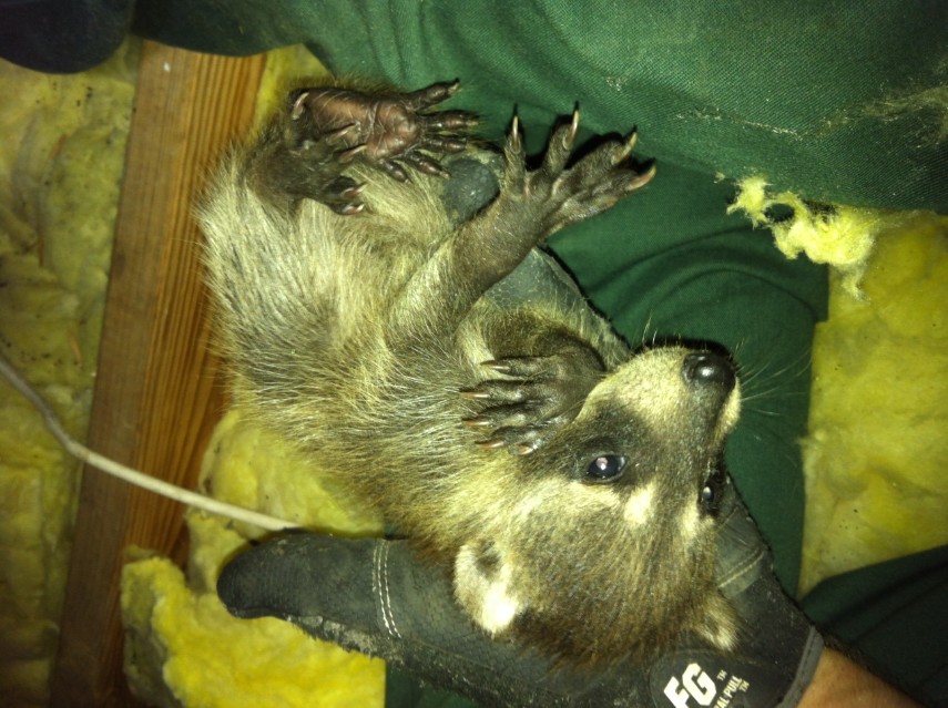 24/7 Wildlife Removal Toronto | 46 Rivercove Dr, Toronto, ON M9B 4Y9, Canada | Phone: (647) 362-9180