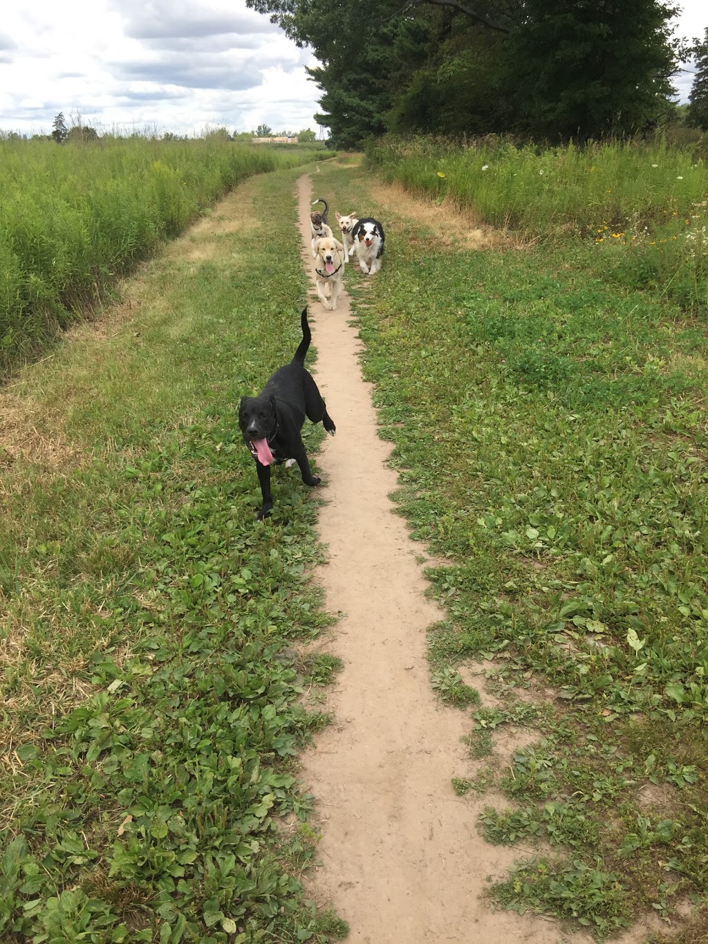 Puppy Dog Trails | 1358 Odessa Crescent, Oakville, ON L6H 1R8, Canada | Phone: (647) 376-7832