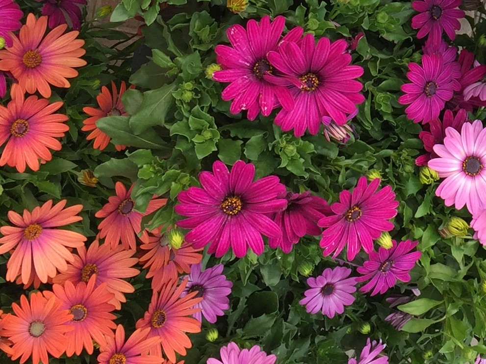 Keon Garden Centre | 1645 Stadacona St W, Moose Jaw, SK S6H 3M5, Canada | Phone: (306) 693-6771