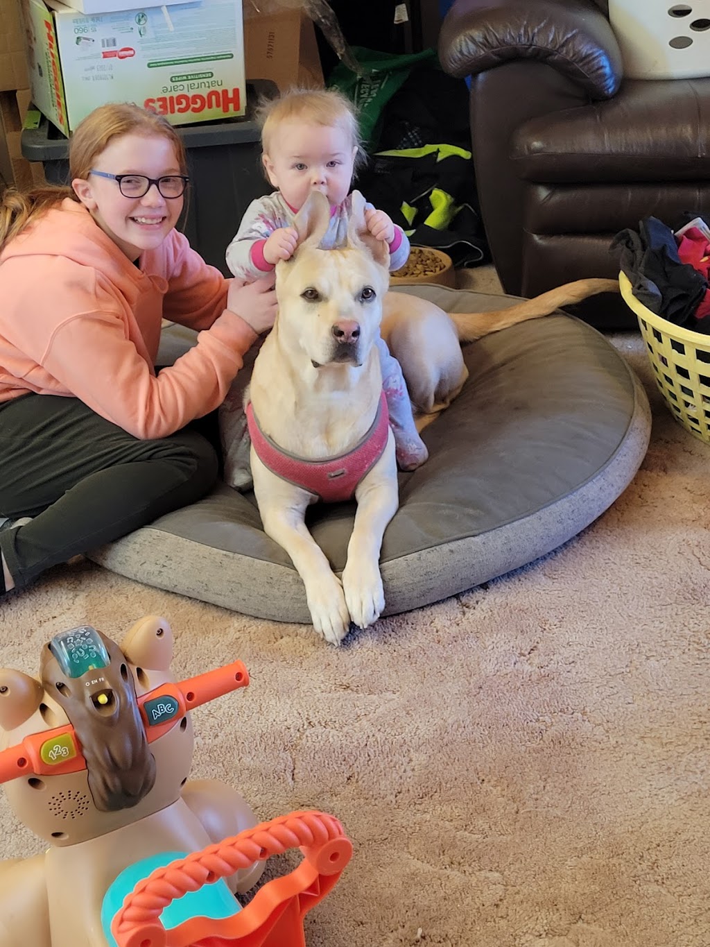 Sisters Horse Treats | 25531, Township Rd 381, AB T4G 1E3, Canada | Phone: (403) 307-7820
