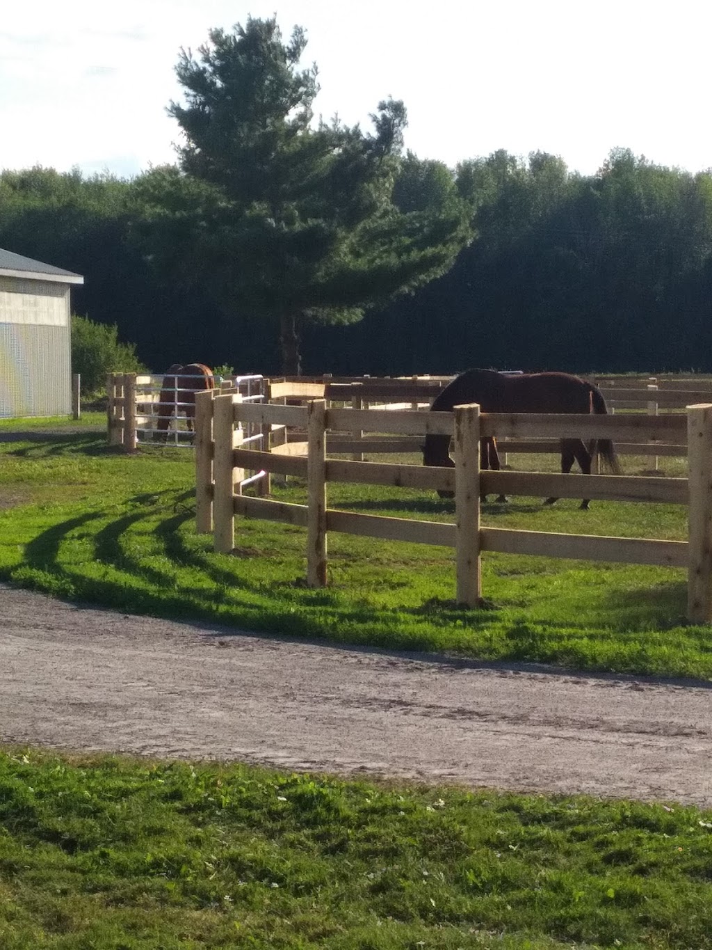 Deerfield Equestrian Farm | 4148 Larry Robinson Rd, Russell, ON K4R 0J8, Canada | Phone: (613) 821-0426