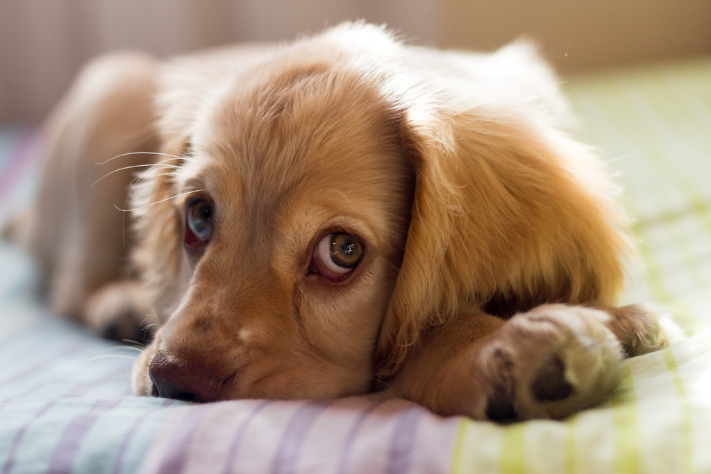 Clearbrook Animal Hospital | 32122 S Fraser Way, Abbotsford, BC V2T 1W4, Canada | Phone: (604) 859-6331