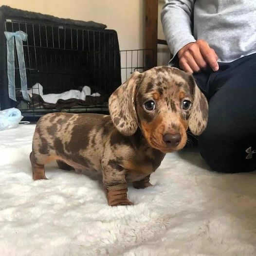 Maria Dachund Puppy Forhome | 5513 Elcho Rd, Wellandport, ON L0R 2J0, Canada | Phone: (416) 242-4378