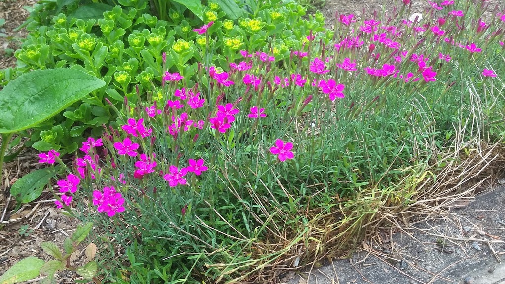 The Passionate Gardener | 1018 Southwood Rd, Severn Bridge, ON P0E 1N0, Canada | Phone: (705) 331-7850