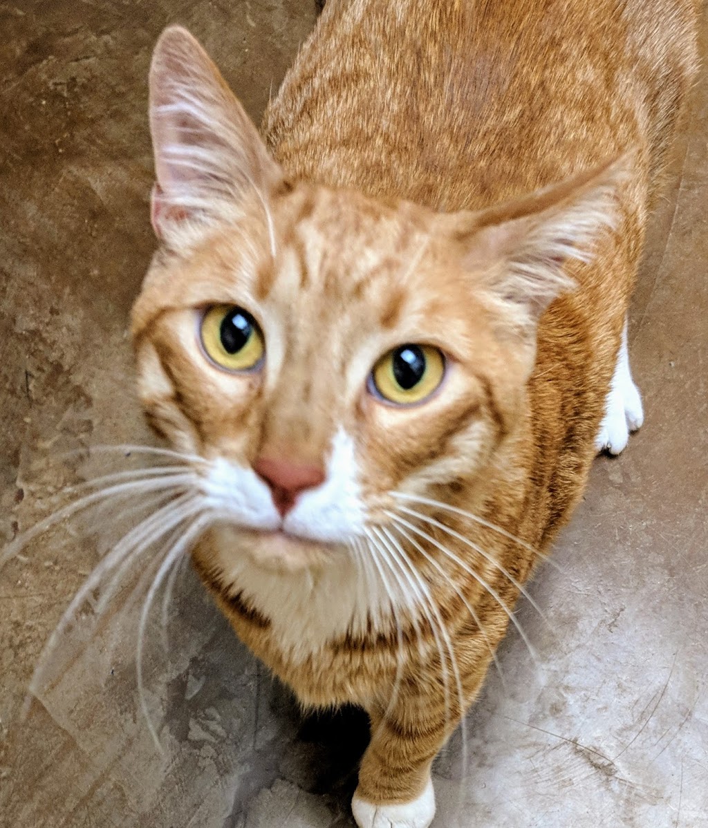 Northshore Veterinary Hospital | 1486 Electric Ave, Bellingham, WA 98229, USA | Phone: (360) 738-6916