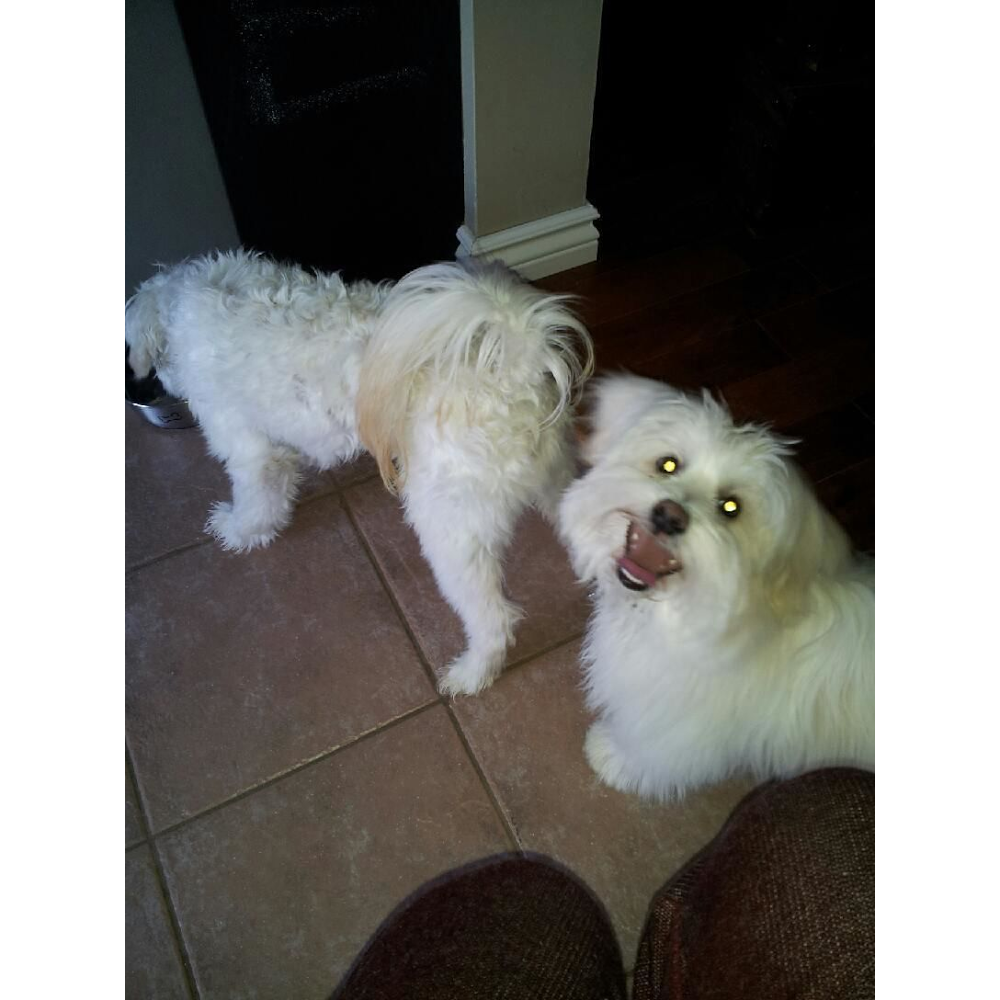 Gurr & Purr Professional Pet Sitting | Tomahawk Dr, Grimsby, ON L3M 5G5, Canada | Phone: (289) 683-6369