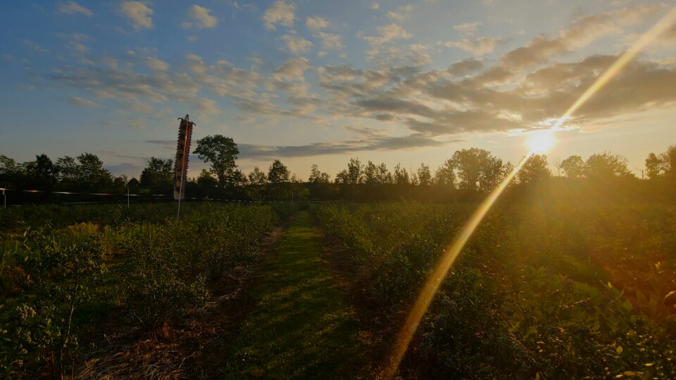 Arirang Farm | 620 Belcher St, Port Williams, NS B0P 1T0, Canada | Phone: (902) 599-4949