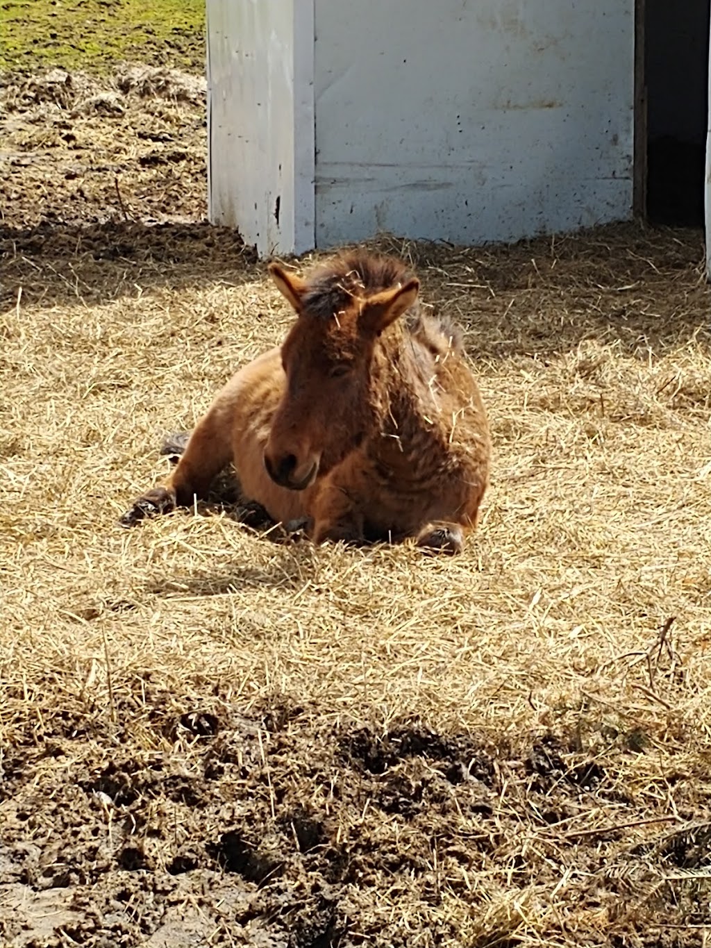 Second Chance Ranch Canada Inc | 6038 2, Odessa, ON K0H 2H0, Canada | Phone: (613) 532-0341