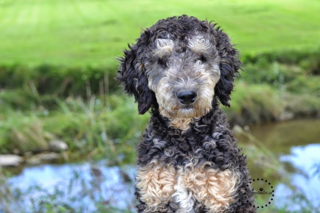 Willow Brooke Bernedoodles | 3532 Erbs Road W, Baden, ON N3A 3M2, Canada | Phone: (519) 580-5865
