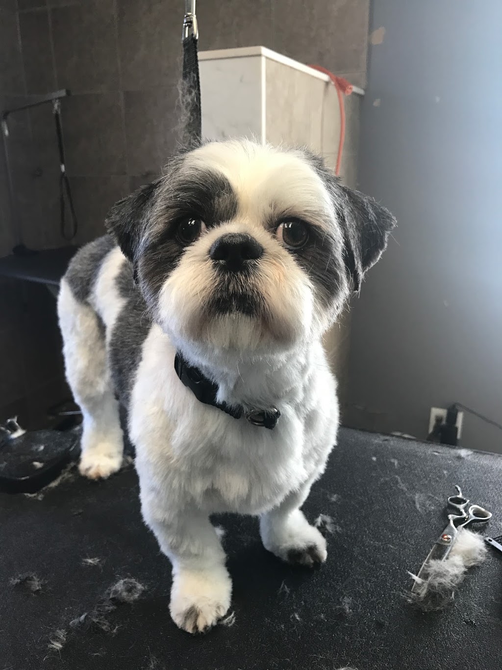 Grooms by Laura | 5617 concession 5 rd, Harrow, ON N0R 1G0, Canada | Phone: (519) 890-9027