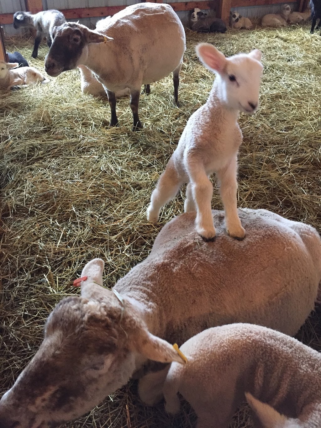 Harmony Meadow Farm | 3130 Garfield Rd, Belfast, PE C0A 1A0, Canada | Phone: (902) 659-2550
