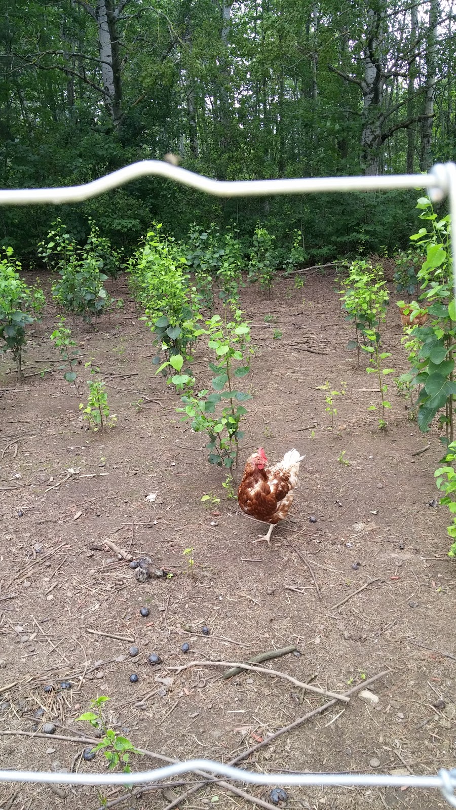 MoorBern Farm | 1438 NS-236, Scotch Village, NS B0N 2G0, Canada | Phone: (902) 757-1666