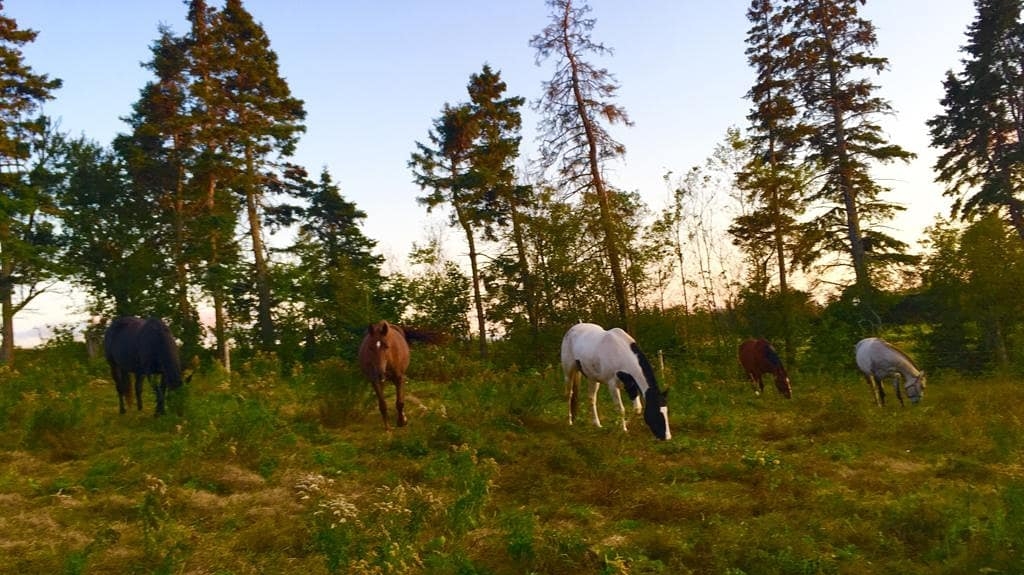 Fox Run Acres | 1177 PE-25, York, PE C0A 1P0, Canada | Phone: (902) 214-4478