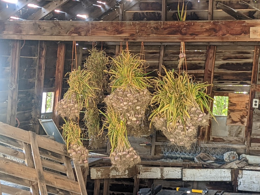 DeGraaf Garlic | 92028 Range Rd 205, Lethbridge County, AB T1J 5R1, Canada | Phone: (403) 382-1042