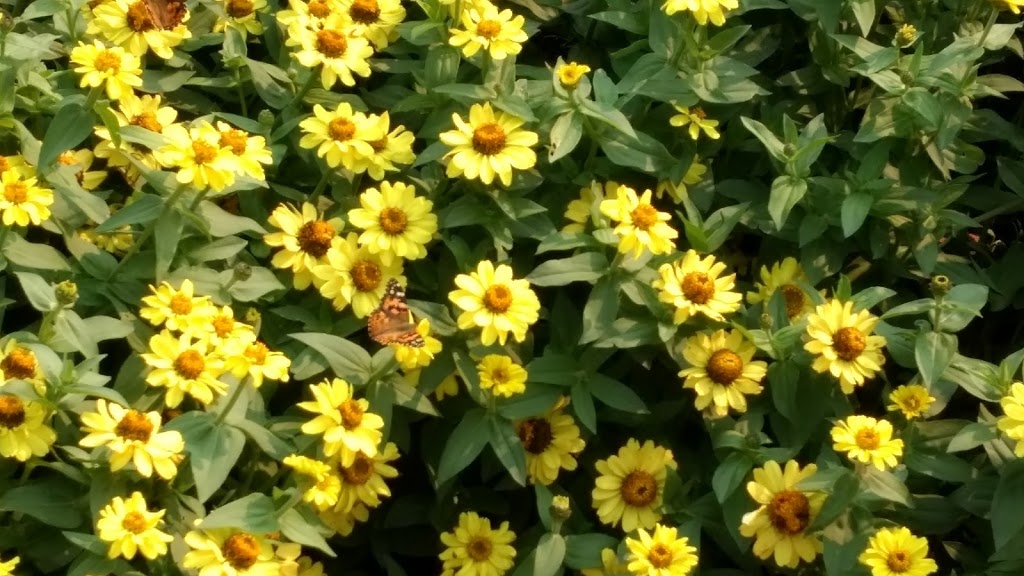 HELENA LOEWEN GARDEN | 255 Elmdale St, Steinbach, MB R5G 0C9, Canada