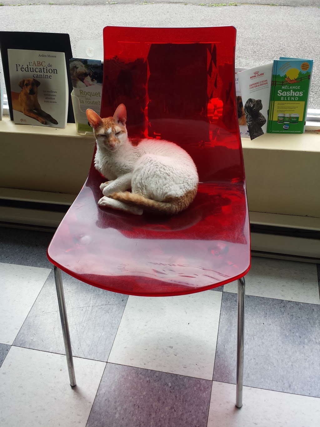 Clinique Veterinaire De Lille | 2370 Avenue Charland, Montréal, QC H1Z 1B7, Canada | Phone: (514) 381-3848