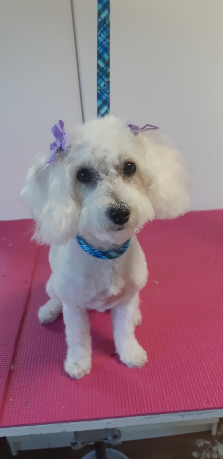 Spiffy Pups Pet Grooming | 431 Bruce St, Hepworth, ON N0H 1P0, Canada | Phone: (647) 457-7061