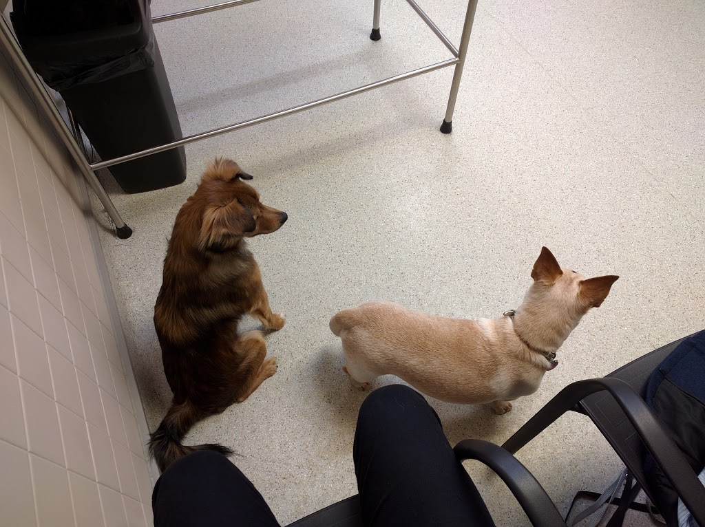 VCA Canada Burlington Animal Hospital | 1231 Guelph Line, Burlington, ON L7P 2T1, Canada | Phone: (905) 335-3515