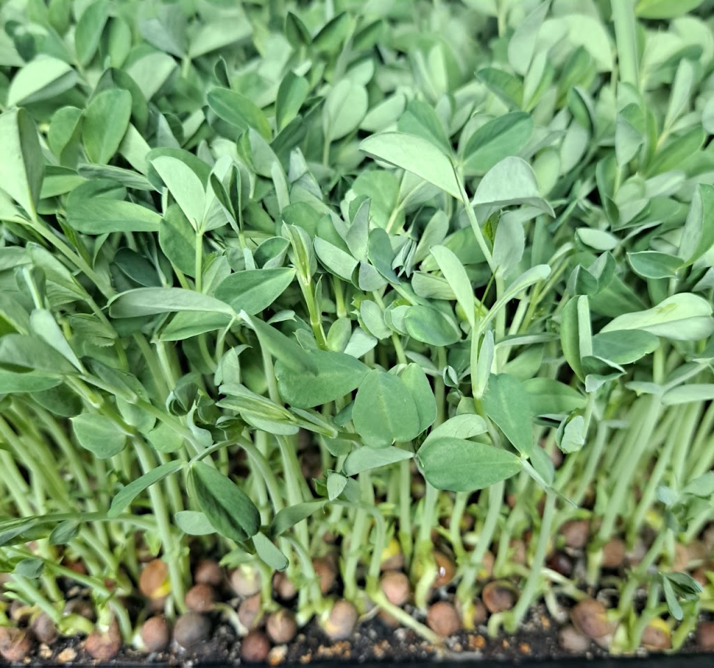 Gaias Greens Family Farm | 1880 12th Line Smith, Lakefield, ON K0L 2H0, Canada | Phone: (705) 999-4430