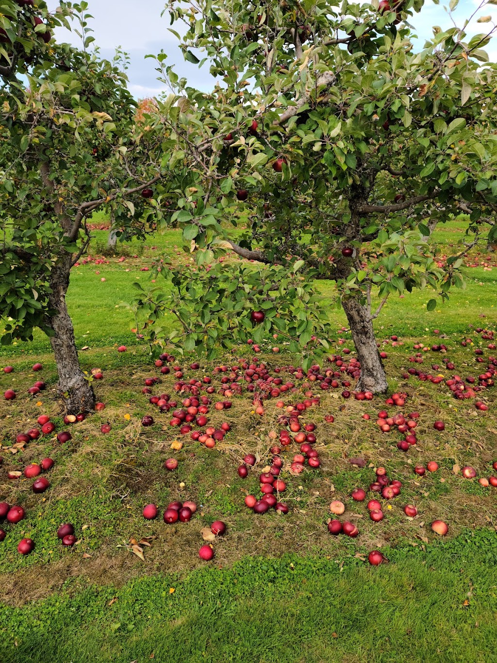 Domaine Custeau | 1041 3e Rang, Kinnears Mills, QC G0N 1K0, Canada | Phone: (418) 424-0136