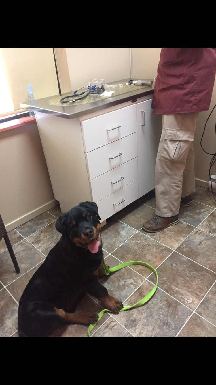 Shuswap Veterinary Clinic | 1257 Trans-Canada Hwy, Sorrento, BC V0E 2W0, Canada | Phone: (250) 675-0077