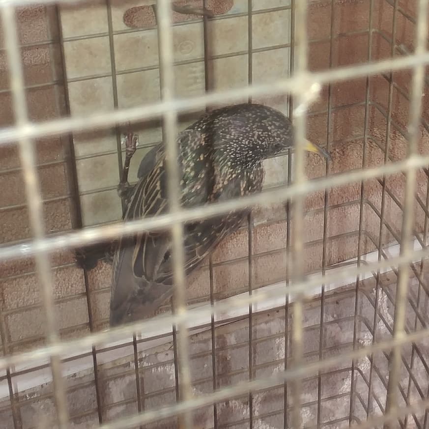 Inline Wildlife Removal | 350 Woodbridge Ave Unit 7, Woodbridge, ON L4L 3K8, Canada | Phone: (905) 766-9010