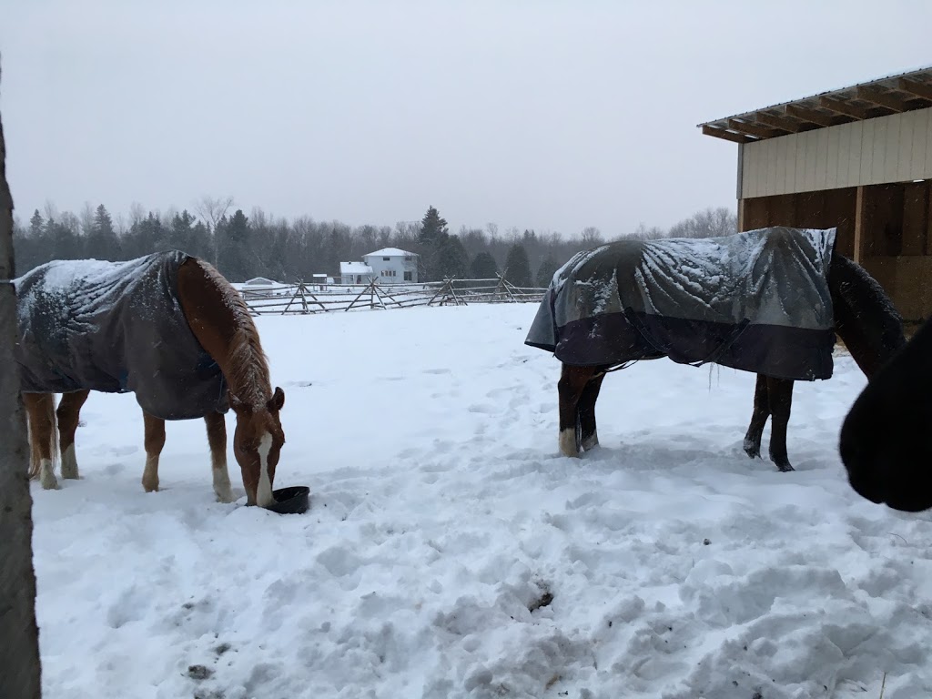 Cambrian Equestrian Centre | Windy Hill Farm, 1046 Ramsay Concession 8, Carleton Place, ON K7C 3P1, Canada | Phone: (613) 302-8821