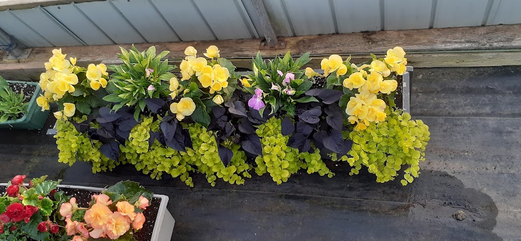 York Greenhouses & Garden Centre | 618 RTE 25, York, PE C0A 1P0, Canada | Phone: (902) 566-1503