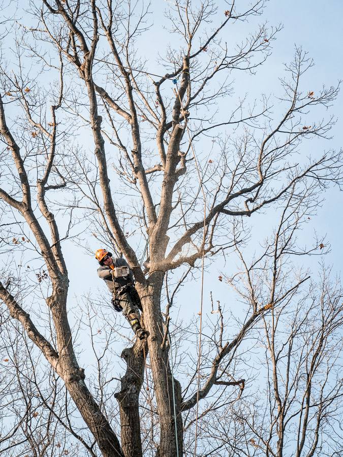 Foley Tree Service | 212 Sagers Corners Rd, Stirling, ON K0K 3E0, Canada | Phone: (613) 902-7464