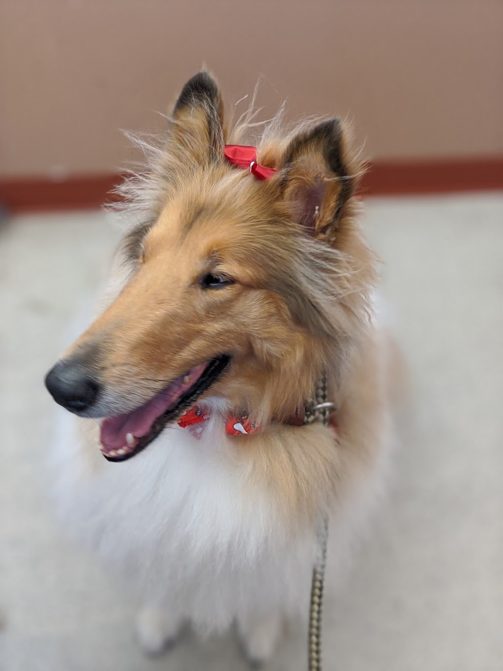 Anthonys For Dogs Only | 6724 Morrison St, Niagara Falls, ON L2E 6Z8, Canada | Phone: (905) 374-0142
