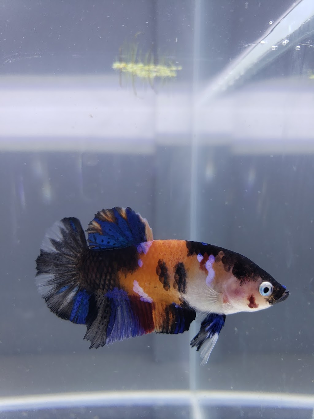 Luminous Aquatic | 553 Foster Ave, Coquitlam, BC V3J 0B5, Canada | Phone: (603) 831-3047