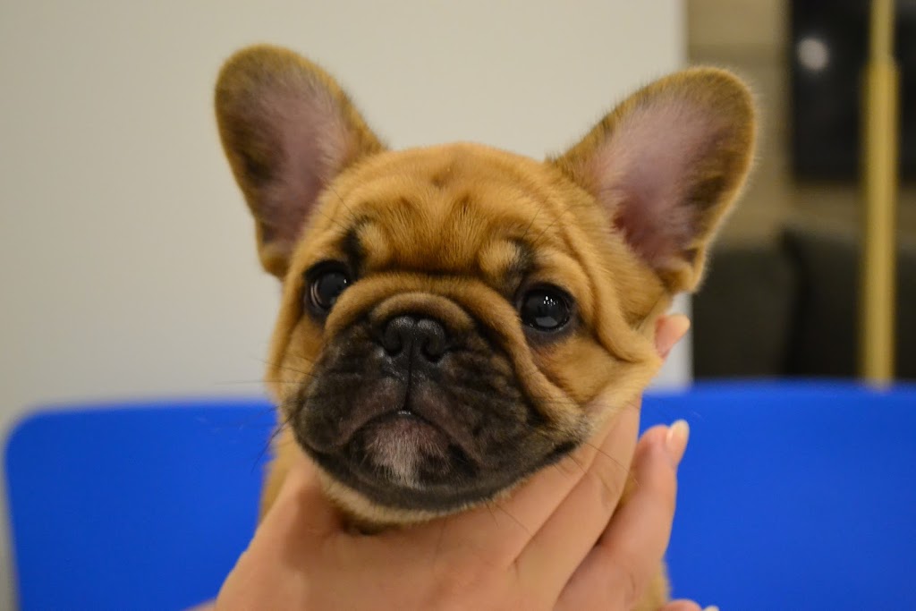 Jaklins Bulldogs. French Bulldog breeder & puppies for adoption | n/a, Manilla, ON K0M 2J0, Canada | Phone: (647) 539-5040