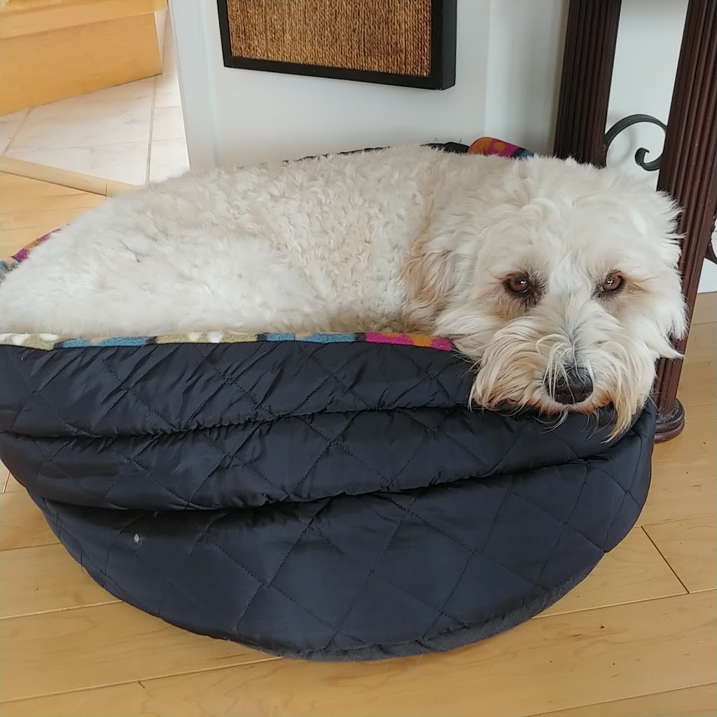 Curated Canines | 7329 Alberta Pl, Duncan, BC V9L 5W8, Canada | Phone: (250) 597-3099