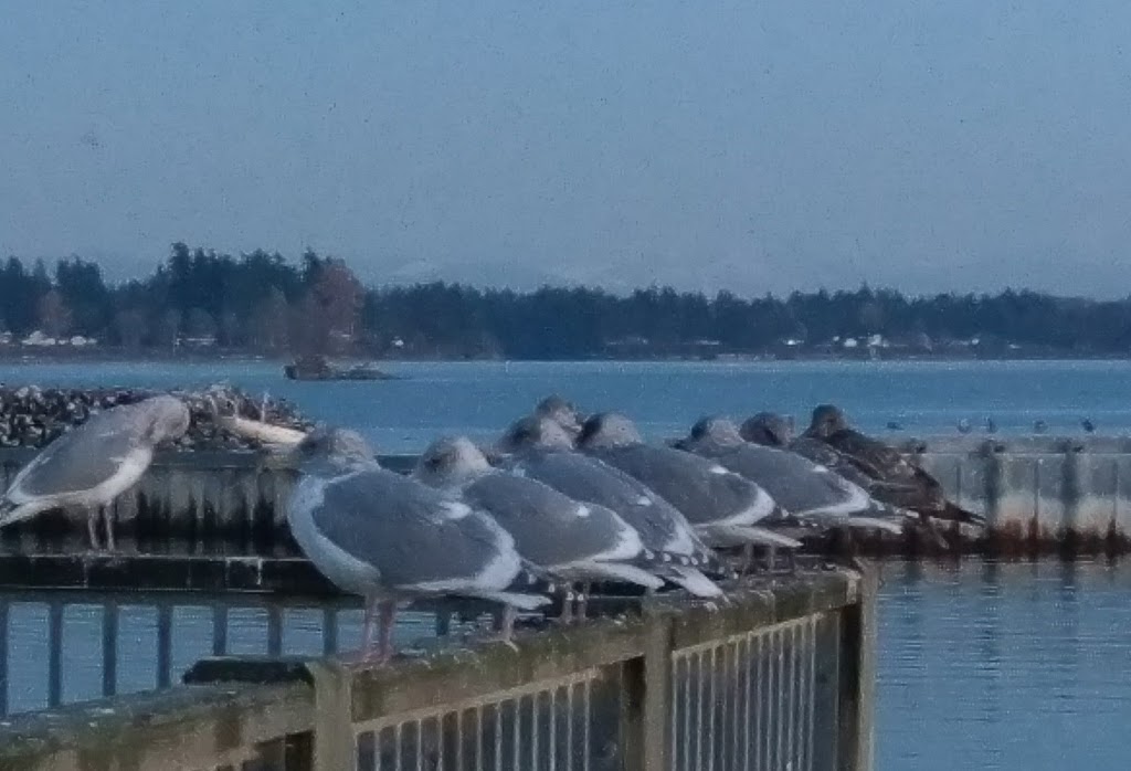 Blaine Marine Park Playground | 298 Marine Dr, Blaine, WA 98230, USA