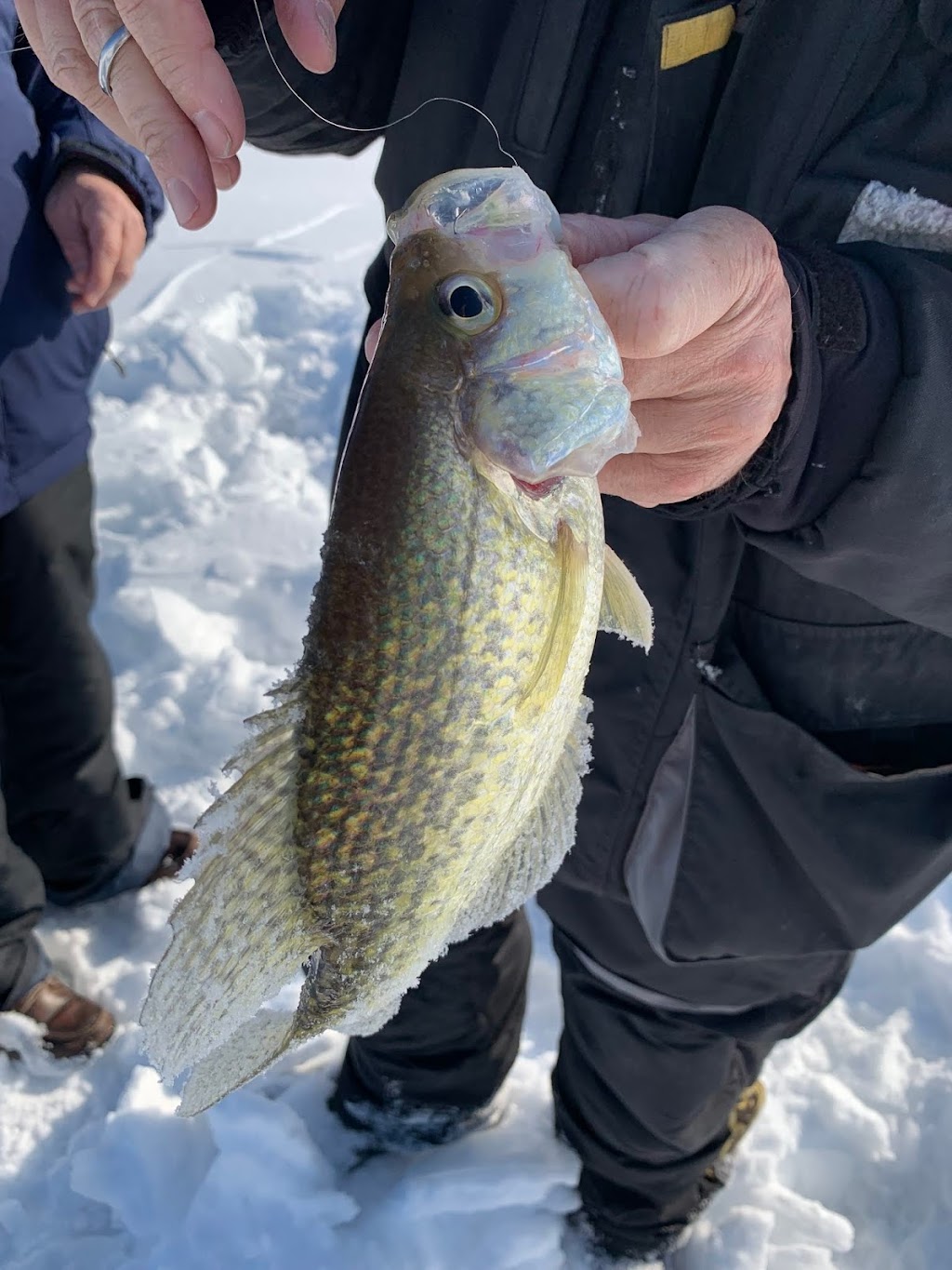 Advanced Bassin Plus | 210 Rue Sommerset, Dollard-des-Ormeaux, QC H9G 2G8, Canada | Phone: (514) 696-1741