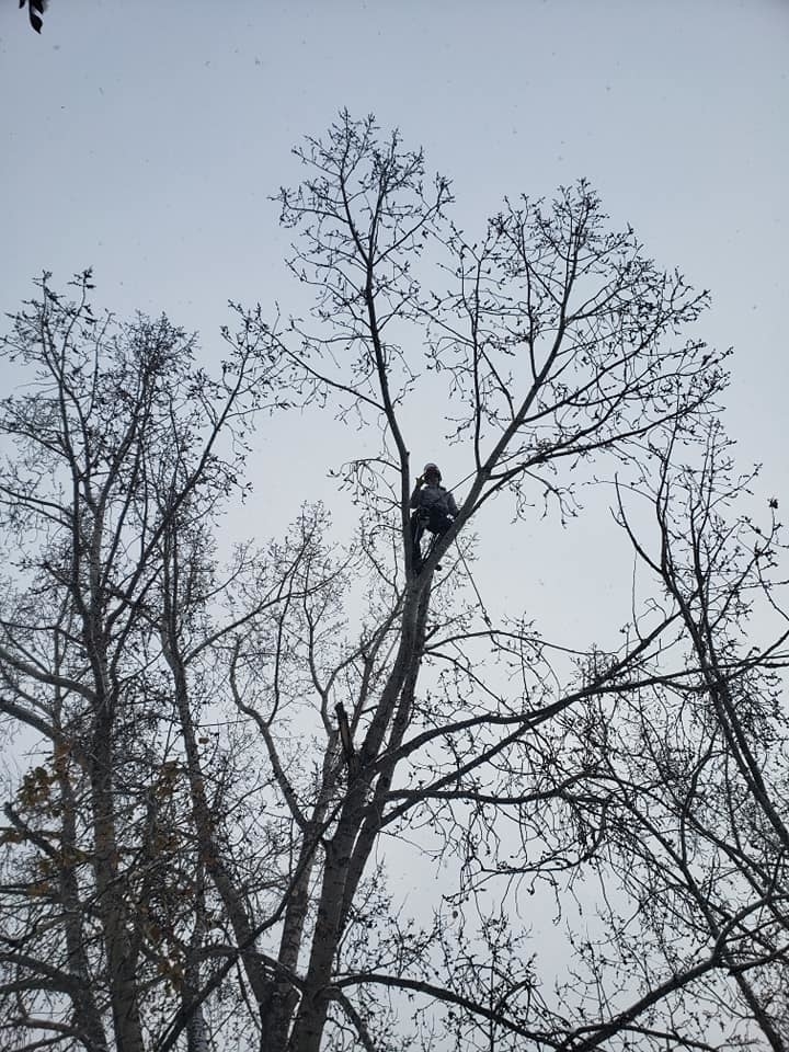 Wild Side Tree Care | 1724 Douglas Glen Grove SE, Calgary, AB T2Z 3A6, Canada | Phone: (587) 575-3474