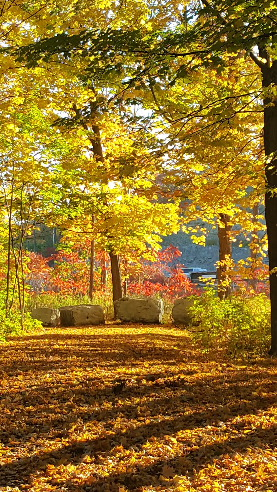 Bruce Trail Conservancy | 55 Head St #101, Dundas, ON L9H 3H8, Canada | Phone: (800) 665-4453
