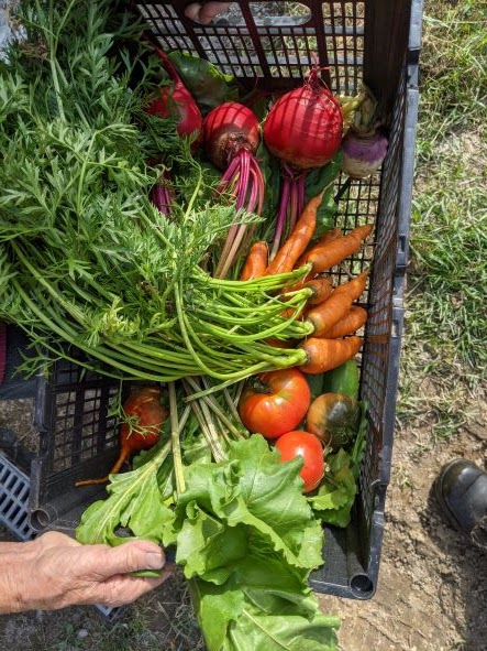 Cold Springs Organics | 8869 Spruce Grove Rd, Campbellcroft, ON L0A 1B0, Canada | Phone: (416) 209-9196