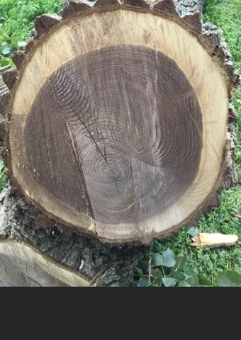 Wilcox Timber Harvesting | 35434 Bullock Rd, Parkhill, ON N0M 2K0, Canada | Phone: (519) 282-1749