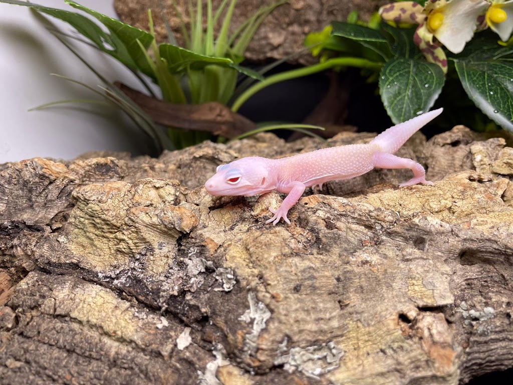 Reptile Mart | 550 Alden Rd unit 108, Markham, ON L3R 6A8, Canada | Phone: (647) 354-8848
