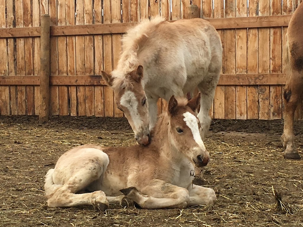 Alberta Family Horses Haflingers | AB-873, Rainier, AB T0J 2M0, Canada | Phone: (403) 363-2621