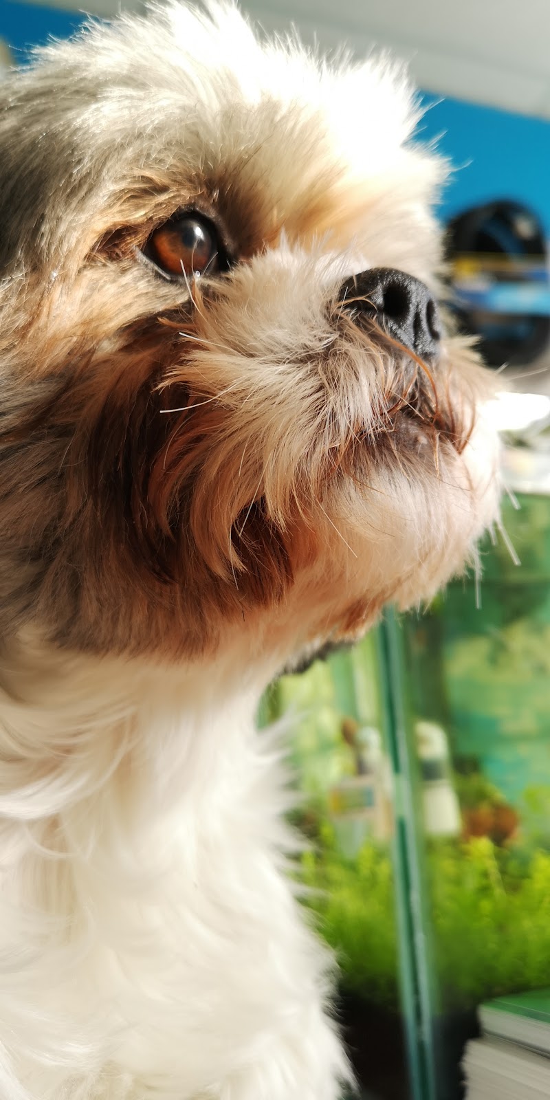 Aza Aquarium | 8050 Boulevard Taschereau, Brossard, QC J4X 1C2, Canada | Phone: (450) 671-3113