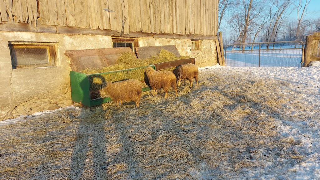 Lanesend Farm and Fiber | 3143 Hwy 7, Reaboro, ON K0L 2X0, Canada | Phone: (705) 324-9413