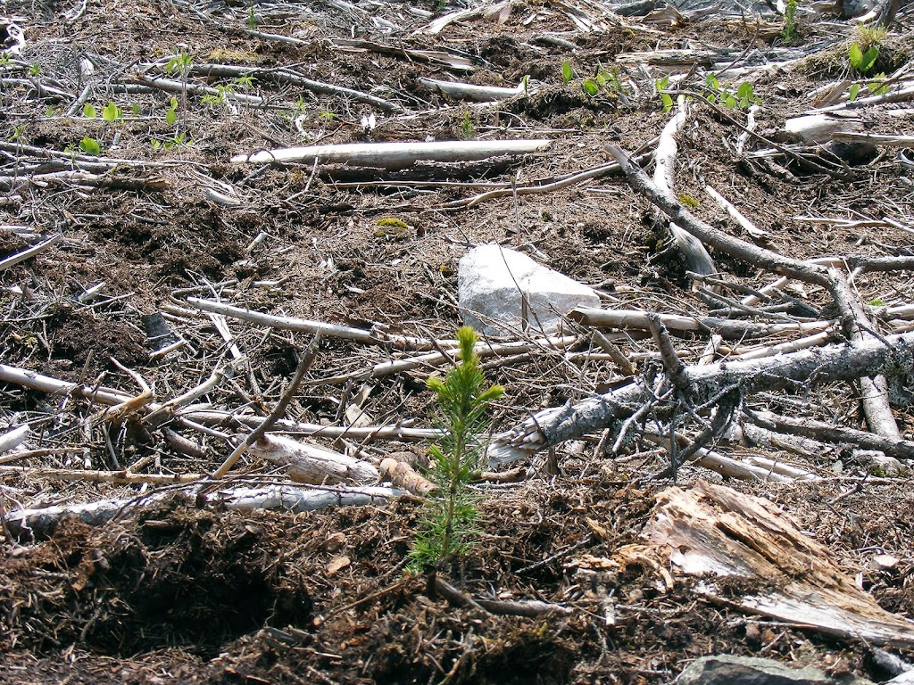 Tufts Forestry Services Ltd | 21 Tidal Bore Rd, Central Onslow, NS B6L 5M3, Canada | Phone: (902) 957-0890