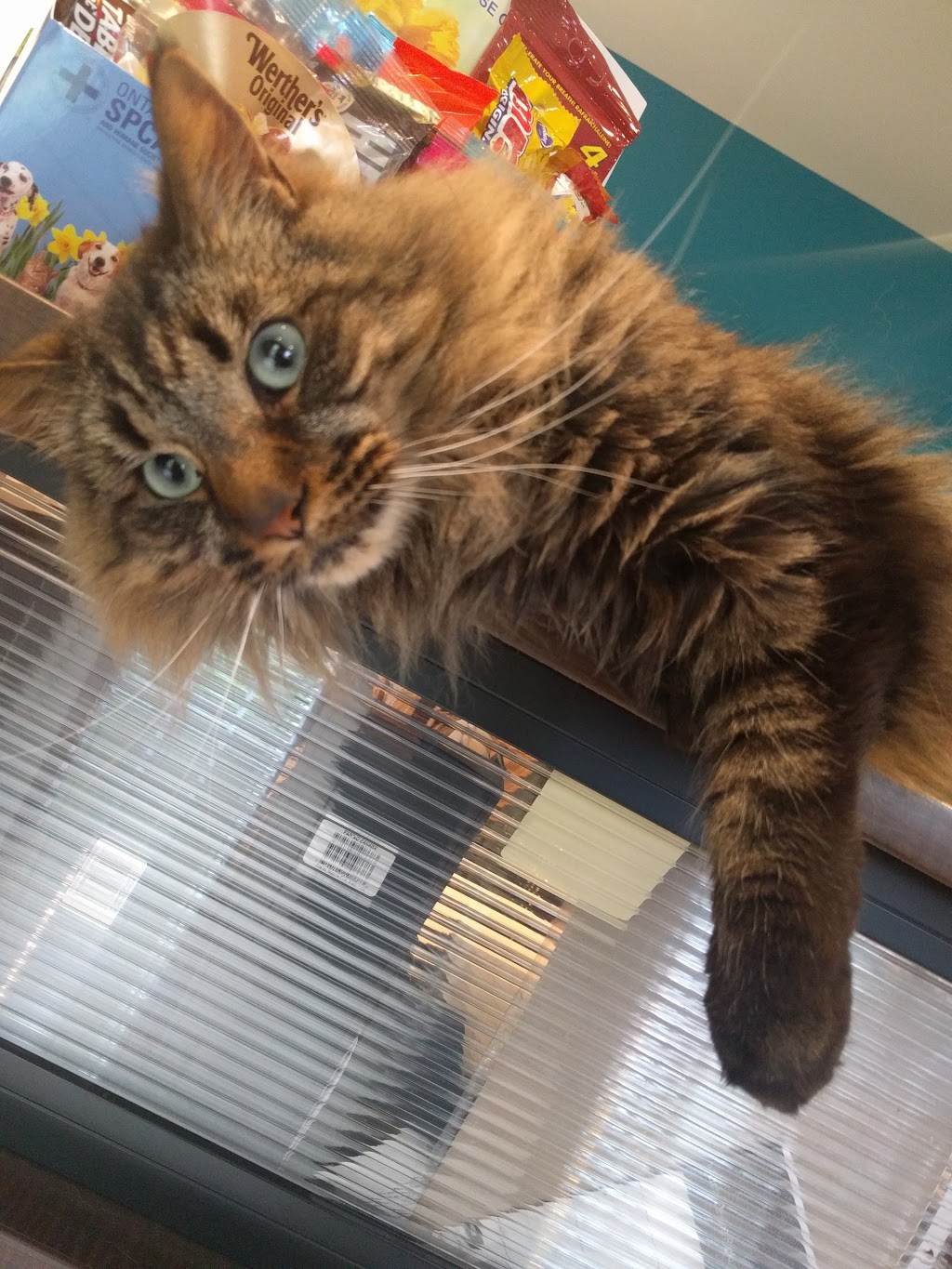 Cambridge Cat Hospital | 34 Blair Rd, Cambridge, ON N1S 2H9, Canada | Phone: (519) 624-2287