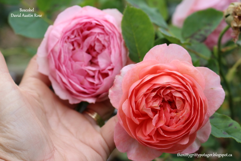 Olde Thyme Food Garden | 2330 Morland Rd, Nanaimo, BC V9X 1J1, Canada