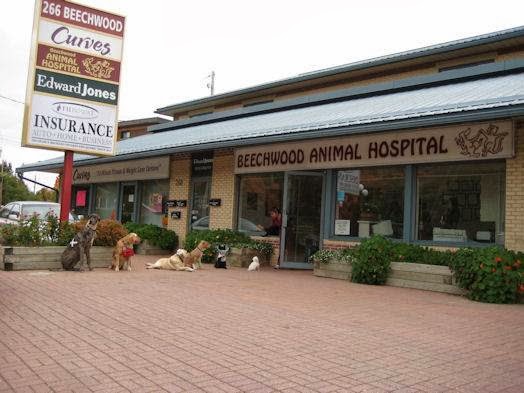 Beechwood Animal Hospital | 266 Beechwood Ave, Vanier, ON K1L 8A6, Canada | Phone: (613) 748-9820