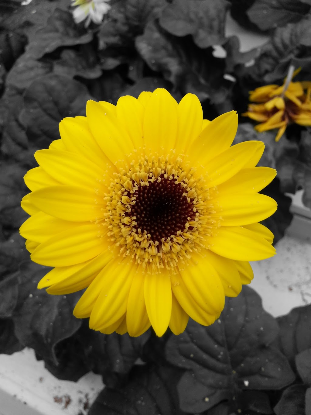Meyers Fruit Farms | 1444 Irvine Rd, Niagara-on-the-Lake, ON L0S 1J0, Canada | Phone: (888) 439-6997