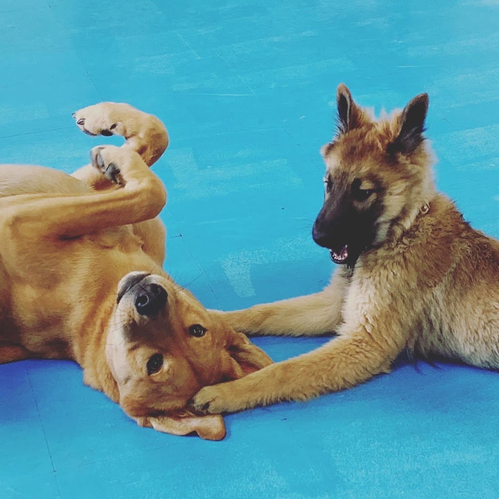 Hounds Like Fun!!! | 759 Northmount Dr NW, Calgary, AB T2L 0A1, Canada | Phone: (403) 289-2208